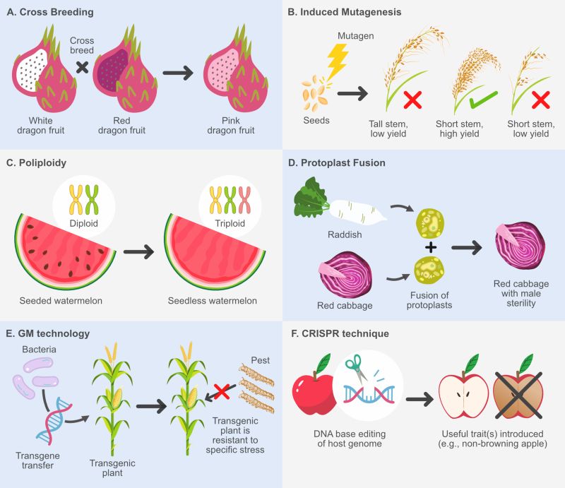 Almost everything you eat has been modified genetically by humans.

→ Here's how.

People just didn’t call it “GMO.”
Here’s the real story 👇

For thousands of years, we’ve been rewriting nature’s code - cross-breeding, mutating, fusing cells - to make food tastier, bigger, and