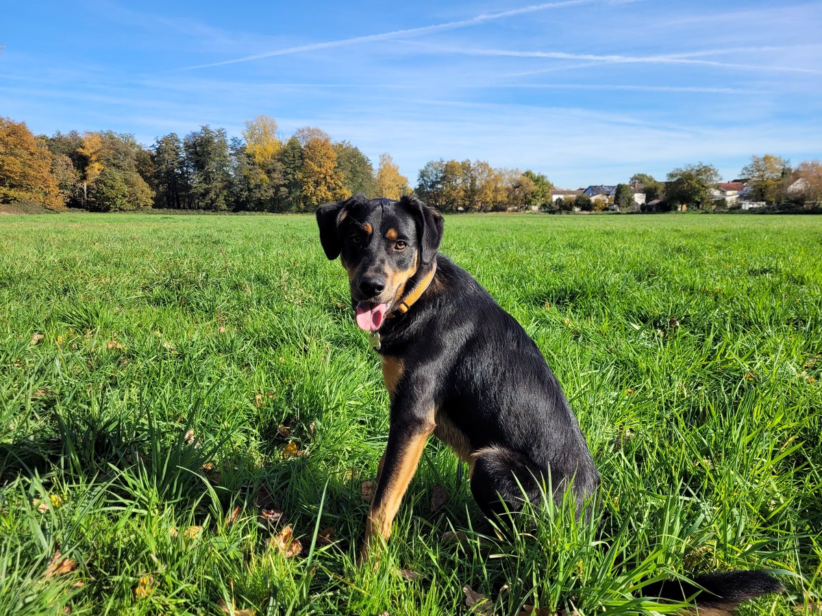 WakefieldJo's tweet photo. Lunch break walkies in the autumn sun with Monty. So far, he's chased a squirrel, a bird and a lot of falling leaves. The local wildlife is safe, he can't even manage to catch a leaf! https://t.co/Pta4K9B9sy
