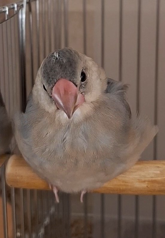 ふぅちゃん垢 826752494