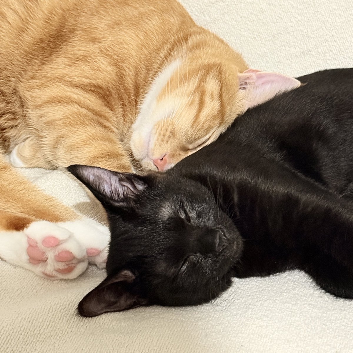 홍시 (@todayhongsi) on Twitter photo 