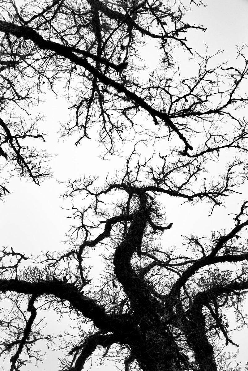 Autumn 🍂 is here and the leaves have fallen