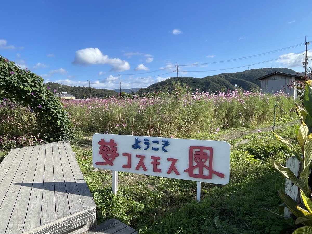 hiro_n04's tweet photo. そば食べて〜、ドッグラン寄って〜、コスモス観に行って〜🚗💨 https://t.co/RWSTFOQ4AB