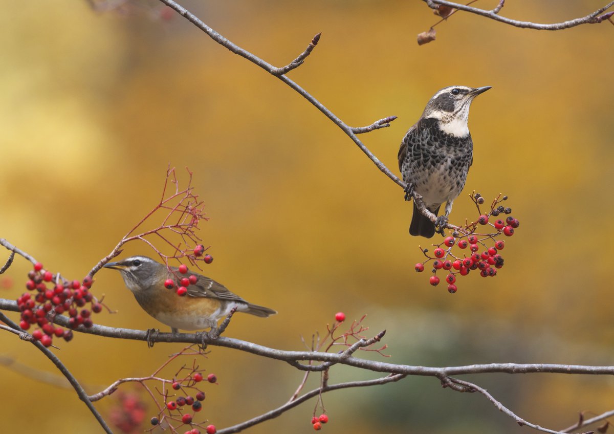 秋の山はツグミ類で大賑わい