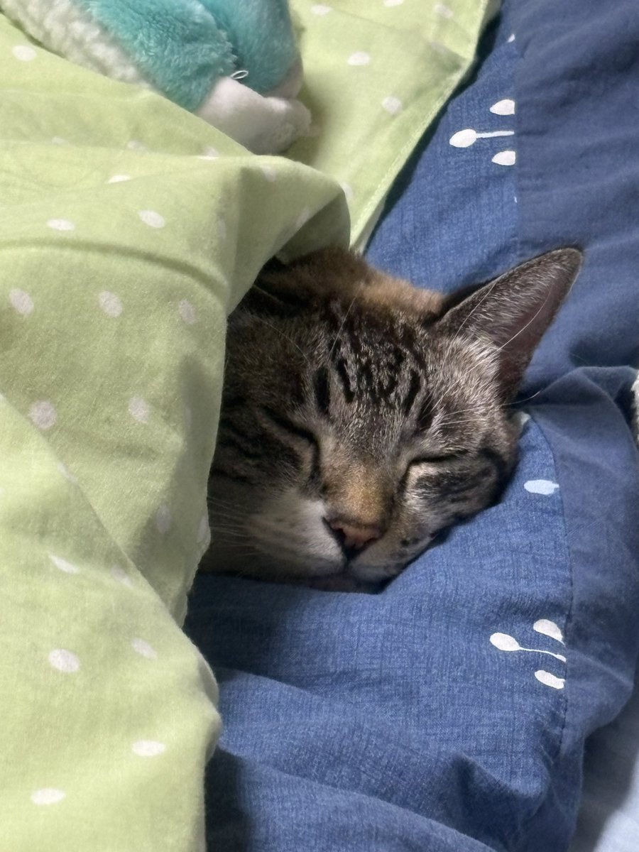 本日はいい推しの日だったそうで。
最近はドール撮る時間がめっきり減ってしまっていますが、お出かけの時は欠かさず連れ回してます🤭(主にカラオケですがw)
今月の旅行には誰を連れて行こうか悩み中です……この前に体調を戻さなきゃ💦