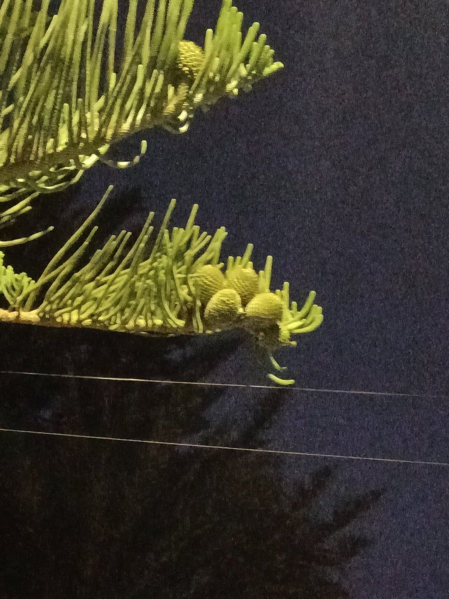 C de Chaflán 🇪🇭🇦🇲🇵🇸 tweet media