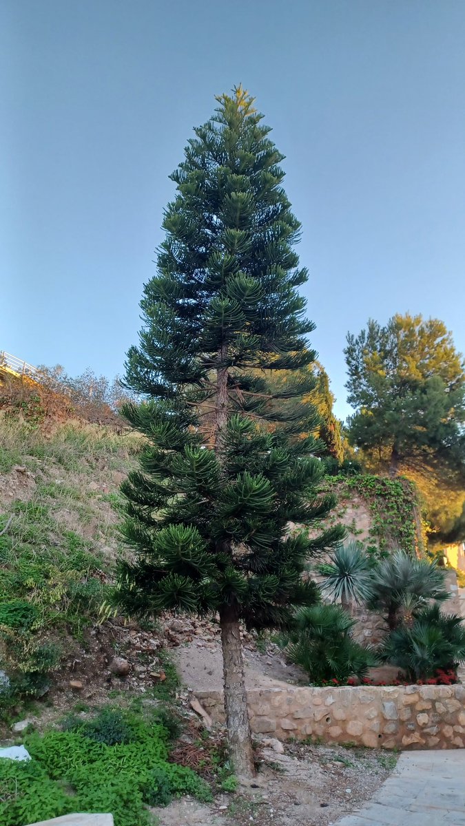 C de Chaflán 🇪🇭🇦🇲🇵🇸 tweet media