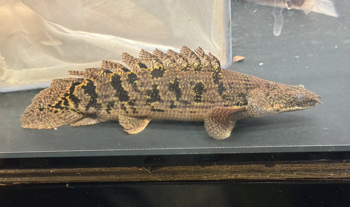 あろわにあ アロワナコロニー 七祭堂 on X