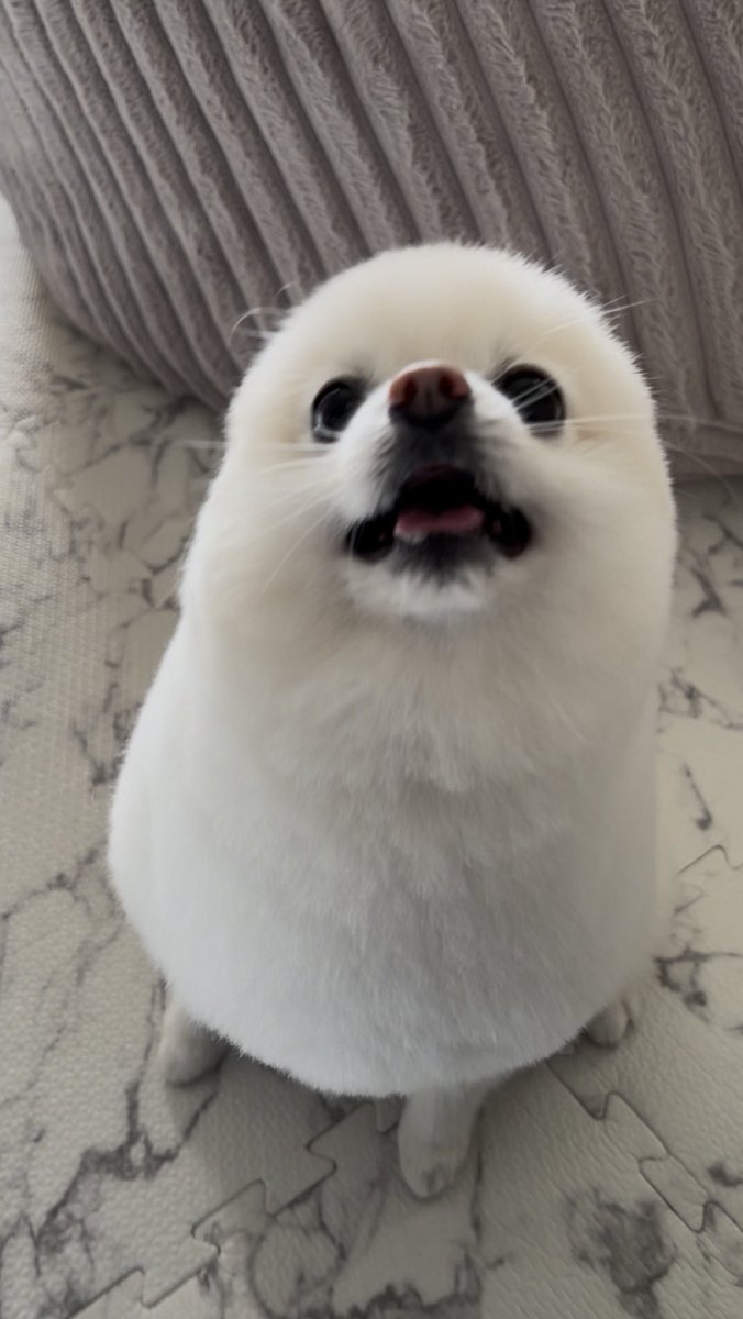 ぼく、ポメラニアンのぽんちゃん！ (@boku_ponchan) / Highlights / X