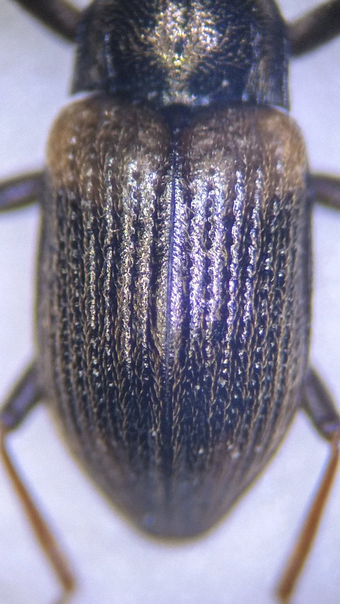 ヒナタページ タタ村 a.k.a. ɐɯɐɹnʞɐS ᴉʞnzᴉW on X