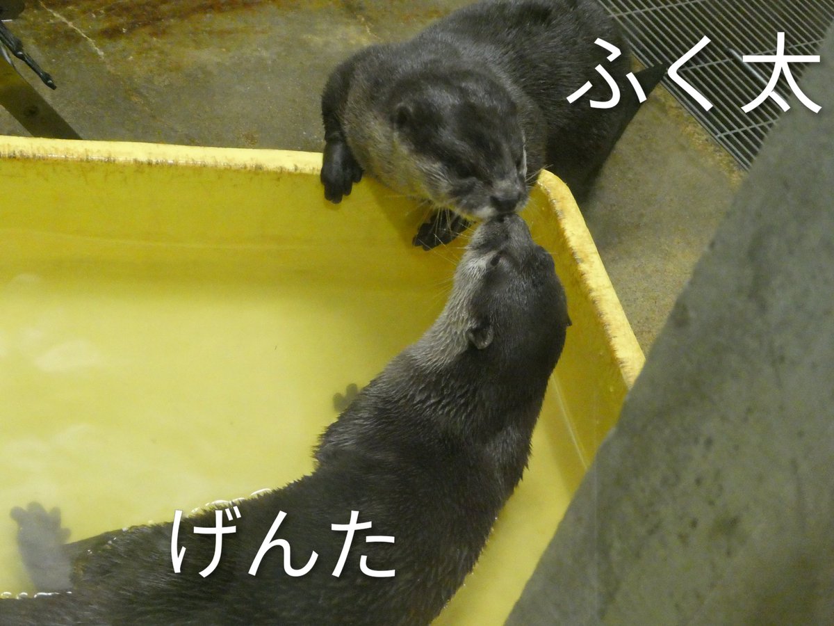 ☺︎辰まる☺︎ 悪魔よりも無慈悲で 恐ろしさも兼ね揃えています。 純白大天使様