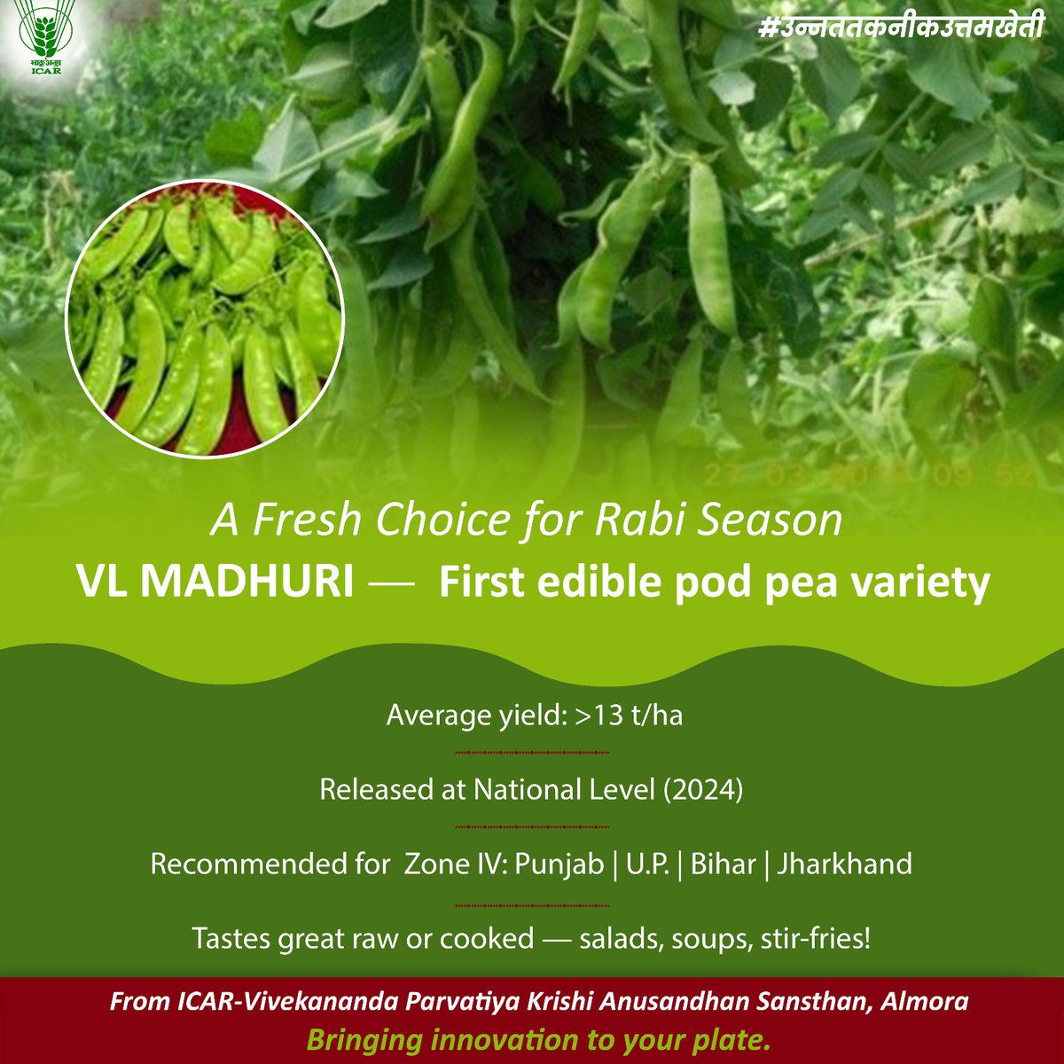 𝗩𝗟 𝗠𝗔𝗗𝗛𝗨𝗥𝗜 - First edible pod pea variety
वी.एल. माधुरी (𝗩𝗟 𝗠𝗔𝗗𝗛𝗨𝗥𝗜) - देश की पहली खाद्य फली मटर किस्म
#ICAR #उन्नततकनीकउत्तमखेती #rabi2025
<a href="/ChouhanShivraj/">Shivraj Singh Chouhan</a> <a href="/PIB_India/">PIB India</a> <a href="/AgriGoI/">Agriculture INDIA</a> <a href="/mygovindia/">MyGovIndia</a>