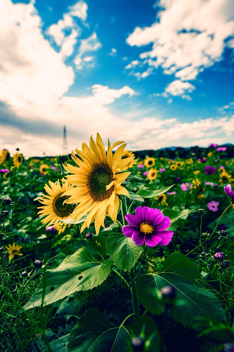 向日葵確認ページ 向日葵色 ひまわりいろ #fcc800の色見本とカラーコード - 和色大辞典