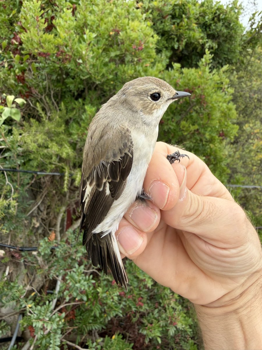 dingodann1's tweet photo. …of course #RedBreastedFlycatcher was the star bird, #SardinianWarbler #CommonRedstart & a late #PiedFlycaycher were other species to feature in our catches. #BirdRinging #GibraltarBirds https://t.co/XKRKcAjNBd