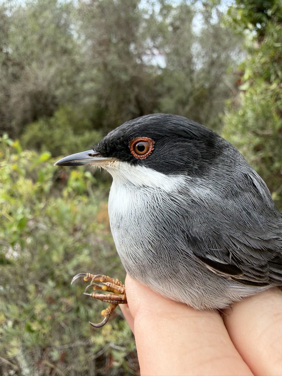 dingodann1's tweet photo. …of course #RedBreastedFlycatcher was the star bird, #SardinianWarbler #CommonRedstart & a late #PiedFlycaycher were other species to feature in our catches. #BirdRinging #GibraltarBirds https://t.co/XKRKcAjNBd