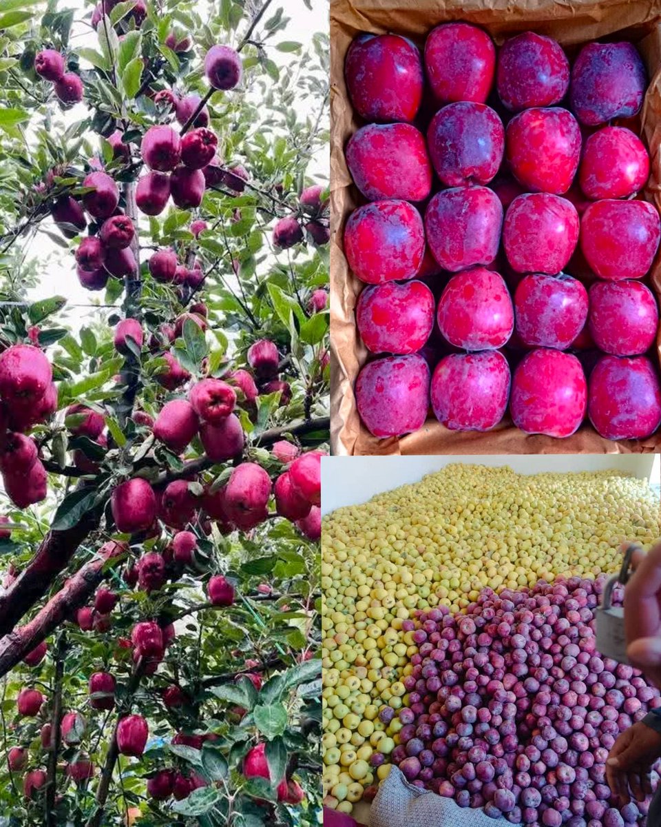 لأول مرة يتم تصدير ألف طن من التفاح الأفغاني الفاخر إلى روسيا 🇷🇺 

#أفغانستان #روسيا