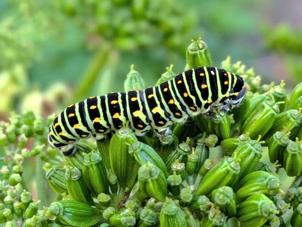 くーちゃん on X