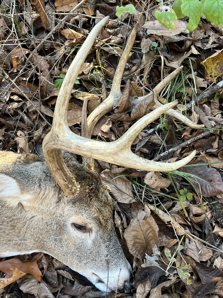 Thankful and blessed! #deer #whitetail #bowhunting #hunting #outdoors

#AmericanRaisedOutdoors🇺🇸