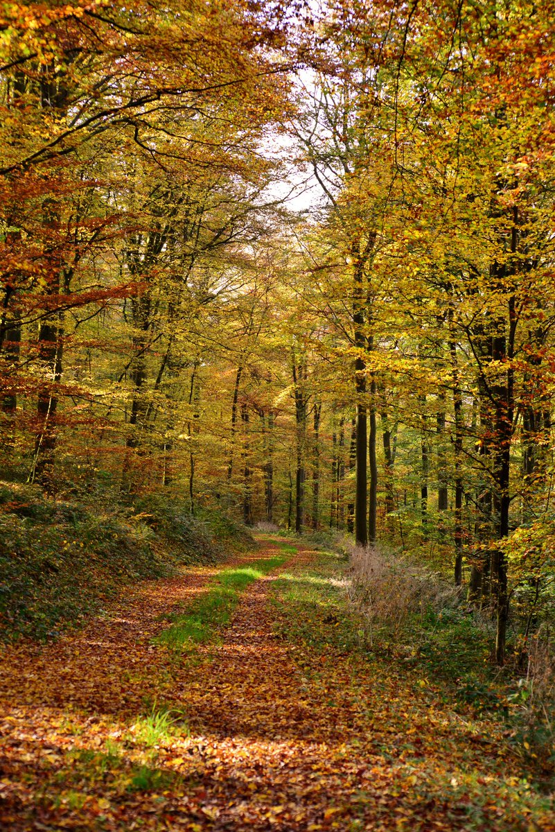 MESSAI_Bill's tweet image. Good Tuesday 🍂 #TuesdayVibes