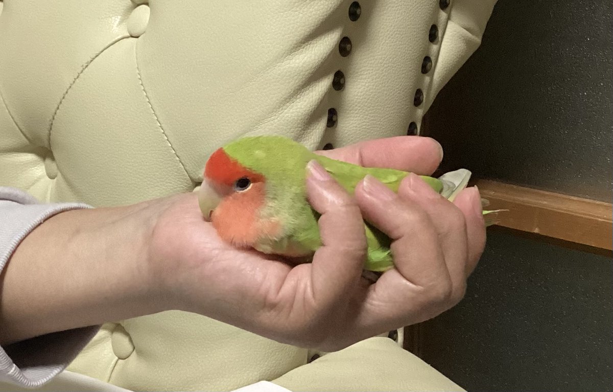 ペンを買い替えたので試し描き
母に撫でられた時だけ溶けて足ないないするのｷｬﾜ