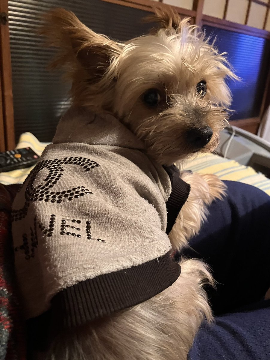 散歩かと思ったら病院へ連れて行かれ、血まで抜かれた事にやや不服な推し
#いい推しの日