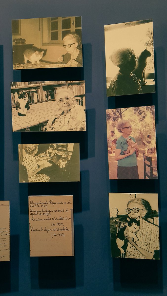 clarytx's tweet image. meu grupo do projeto de extensão na faculdade tá fazendo um trabalho para divulgar a visitação ao museu, tive o privilégio de fazer estágio em um dos caps dentro do Instituto e digo pra todo mundo ir visitar 

o projeto do Instituto com os gatinhos é o PATAA, uma fofura