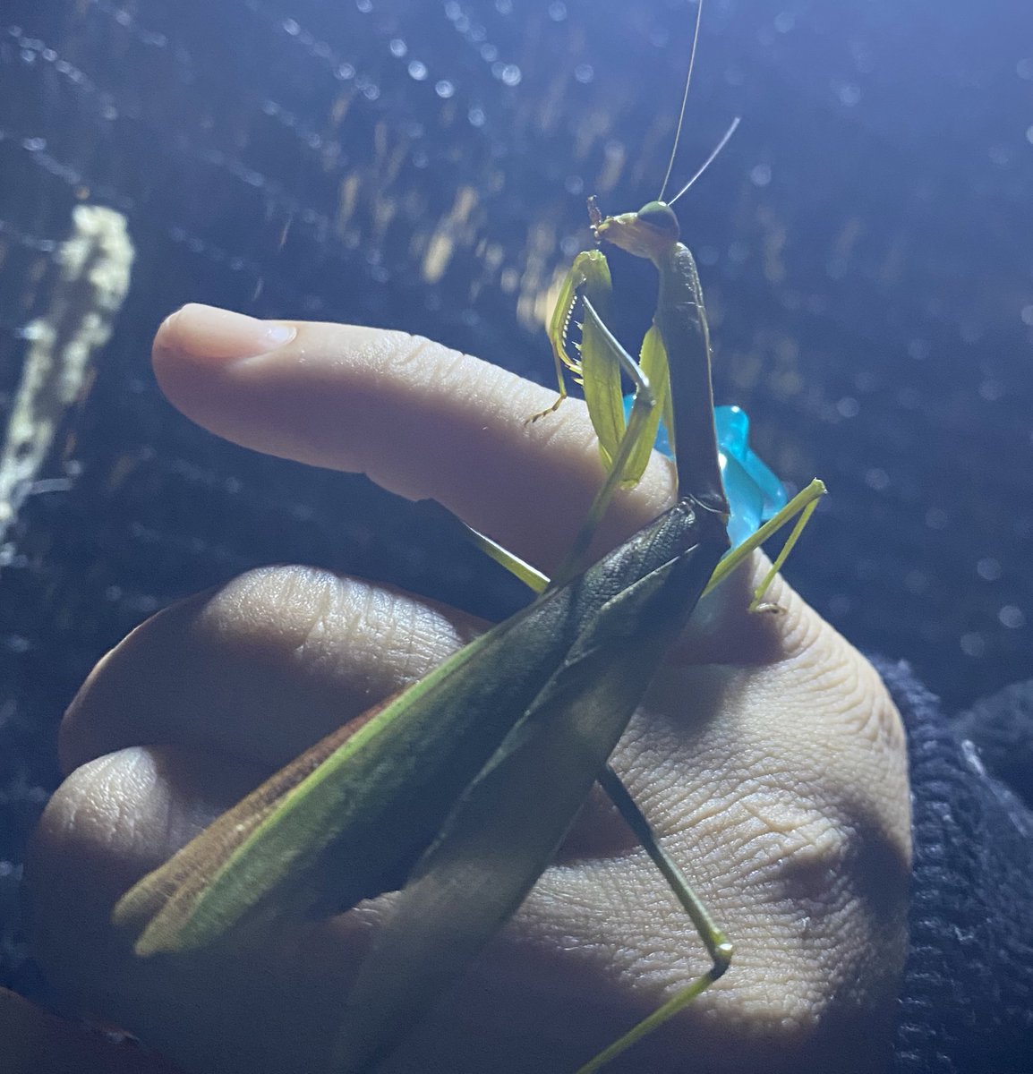 ミッキーかわいい💫 tweet media