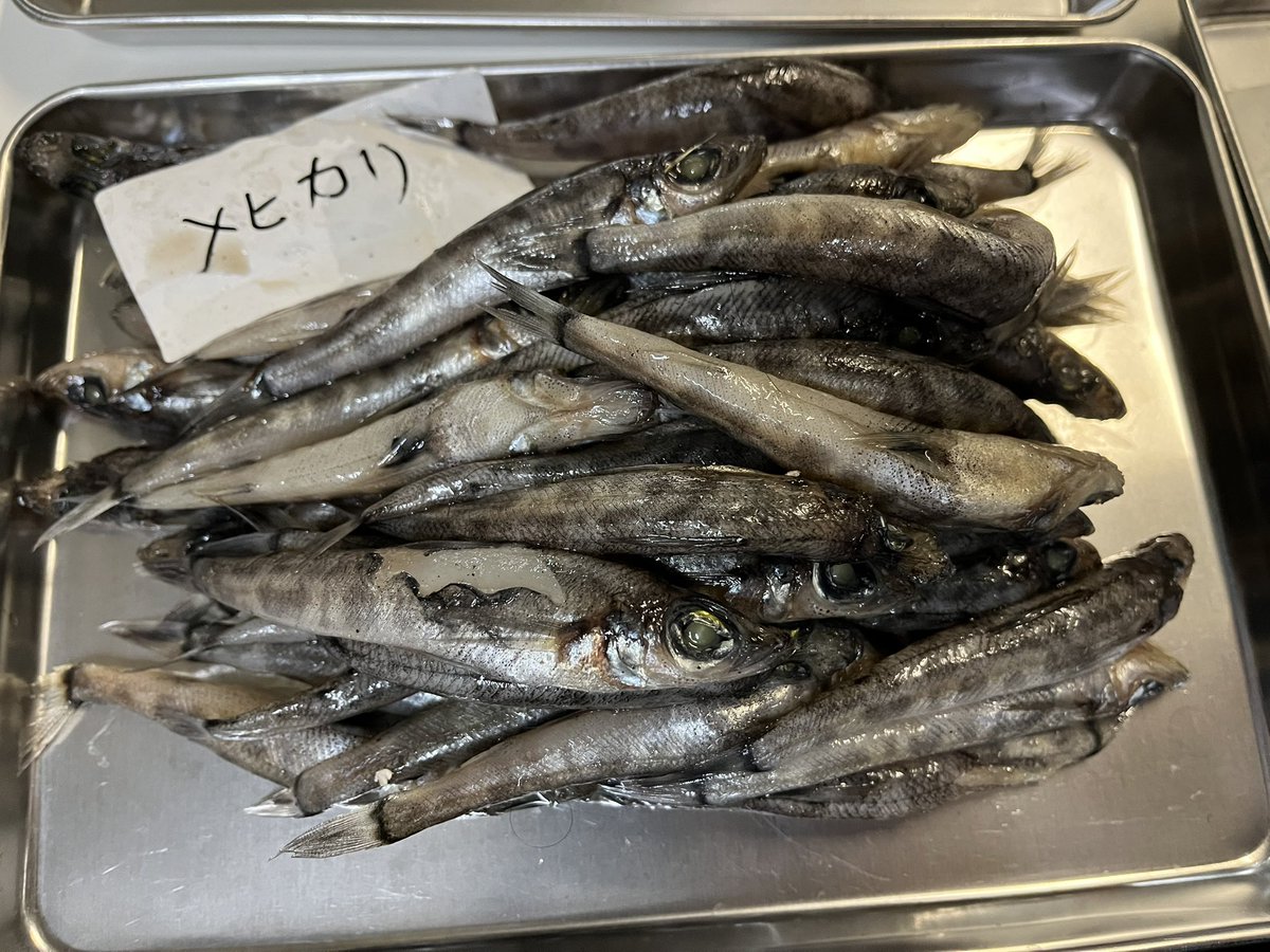 m_aquatainment's tweet photo. @deepsea_kansai こちらにいますよ😁 https://t.co/Xc1yIxWhNB
