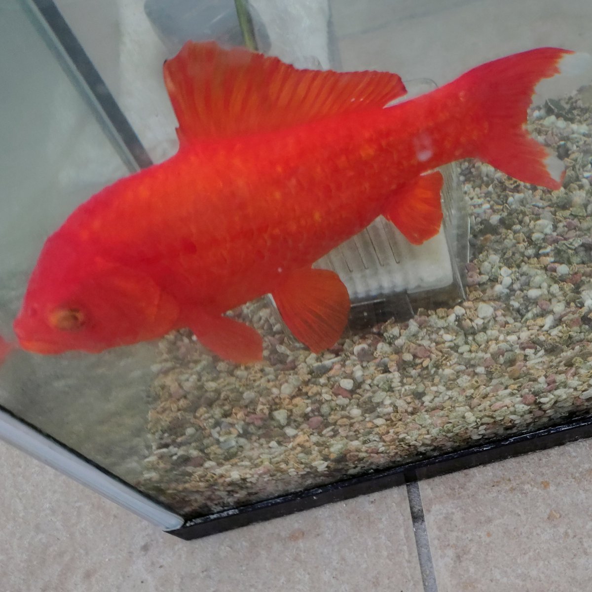 geiru7070's tweet photo. #金魚すくい 
金魚すくいでゲットして約１０年。現在塩水浴をしています。 https://t.co/cSMhb7OGDm