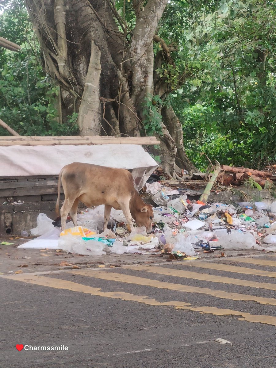 debarshisaikia7's tweet photo. 📍#Raha (782103)
A cow was seen eating from garbage on the roadside today. 💔
@RahaMunicipal — please take action to keep our town clean and safe for animals.
Citizens also must act responsibly — use dustbins, not streets.
#CleanRaha #SwachhBharat #Assam #SaveAnimals https://t.co/RrhexbtNtu