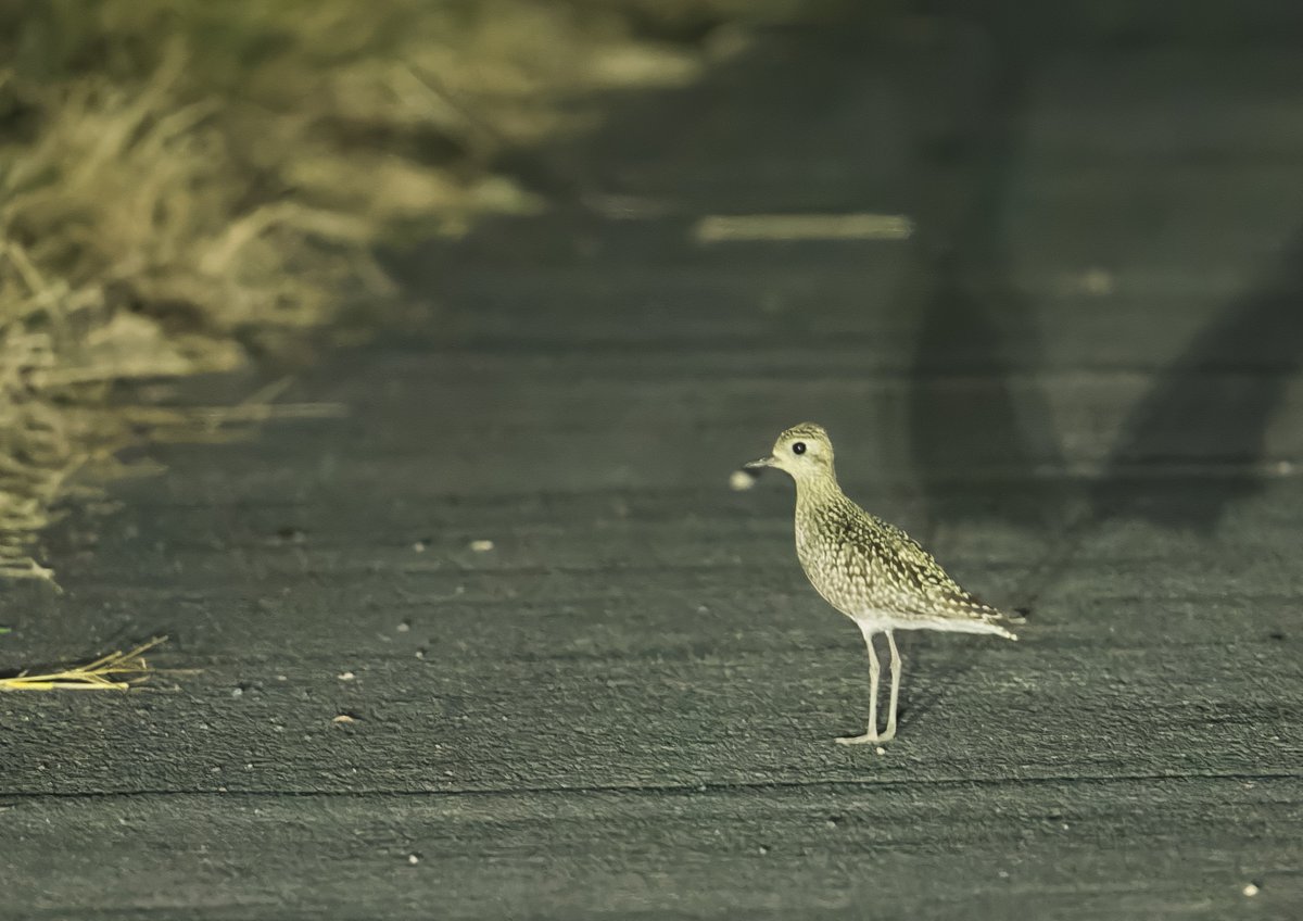 夜探
農耕地のアスファルトの道に鳥の影
ムナグロだ〜
夜探始めてからけっこうな確率で見るけど、君たち渡りは？🤔それとも個体が入れ替わってるのかしら？🧐