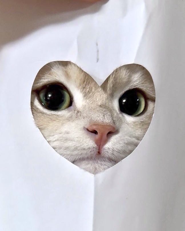 🐈‍⬛ (@pgwkcat) on Twitter photo 