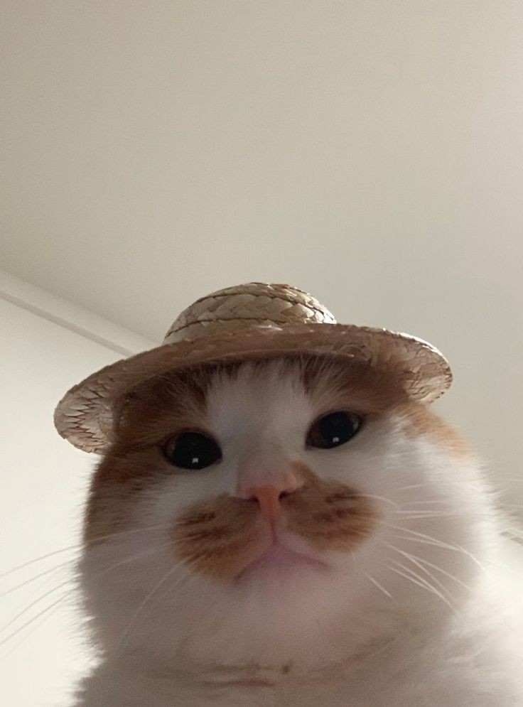 No Context Cats (@nocontextscats) on Twitter photo 