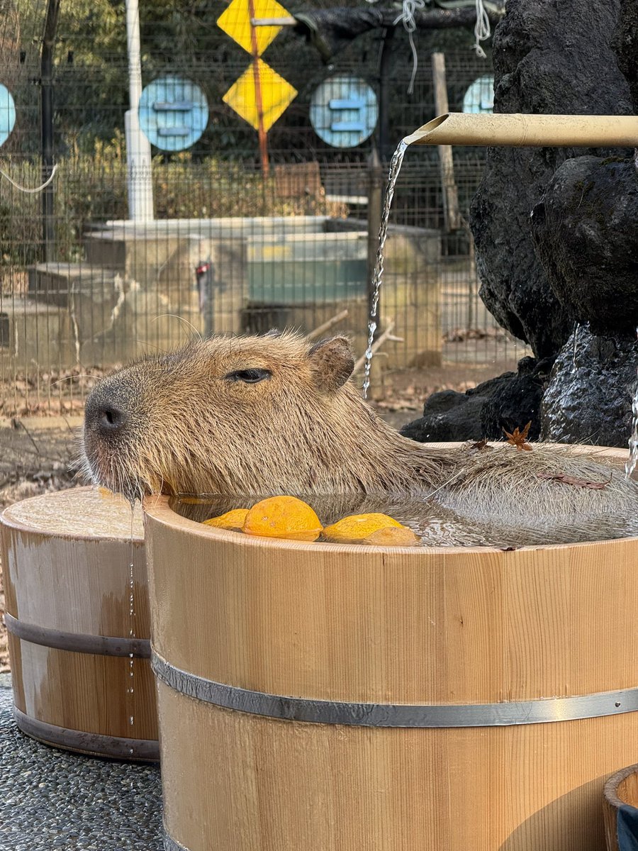 カピバラさん🫶ホワイトさん推し (@reobeam001) / Posts / X