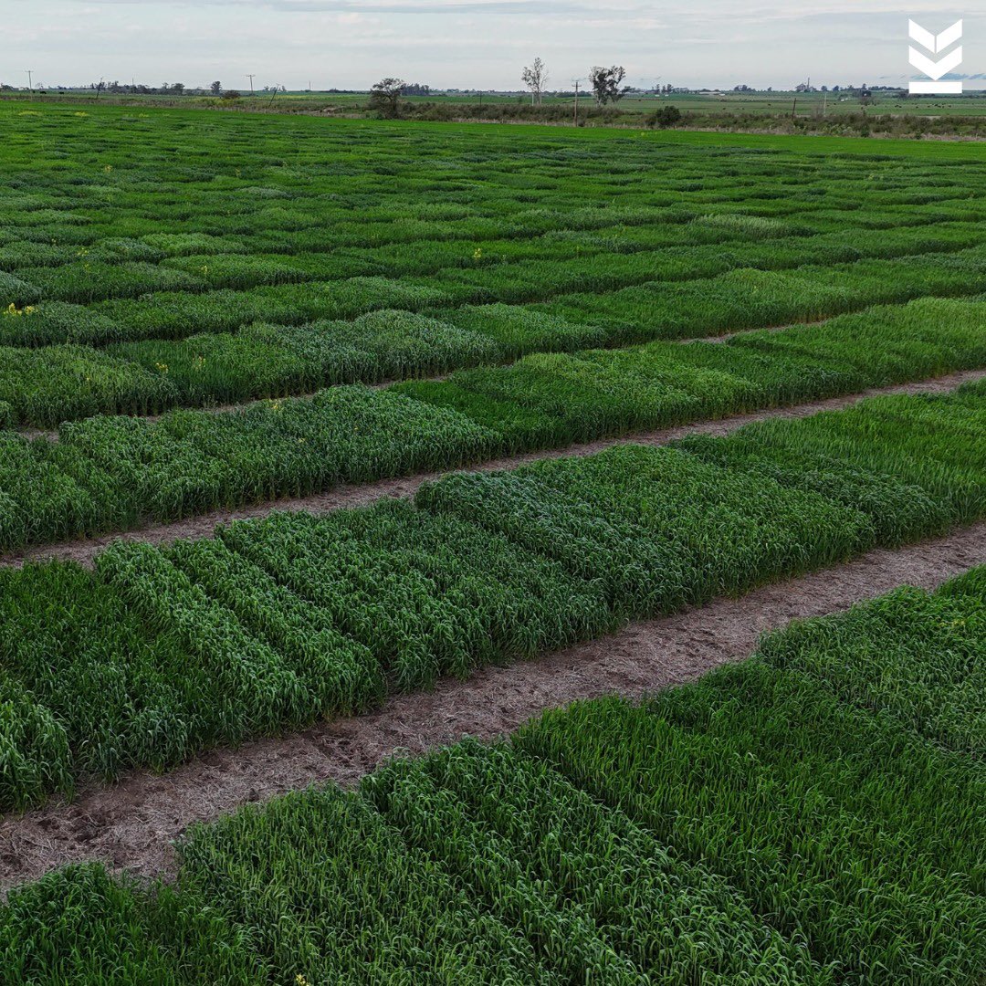 Klein Semillas tweet media