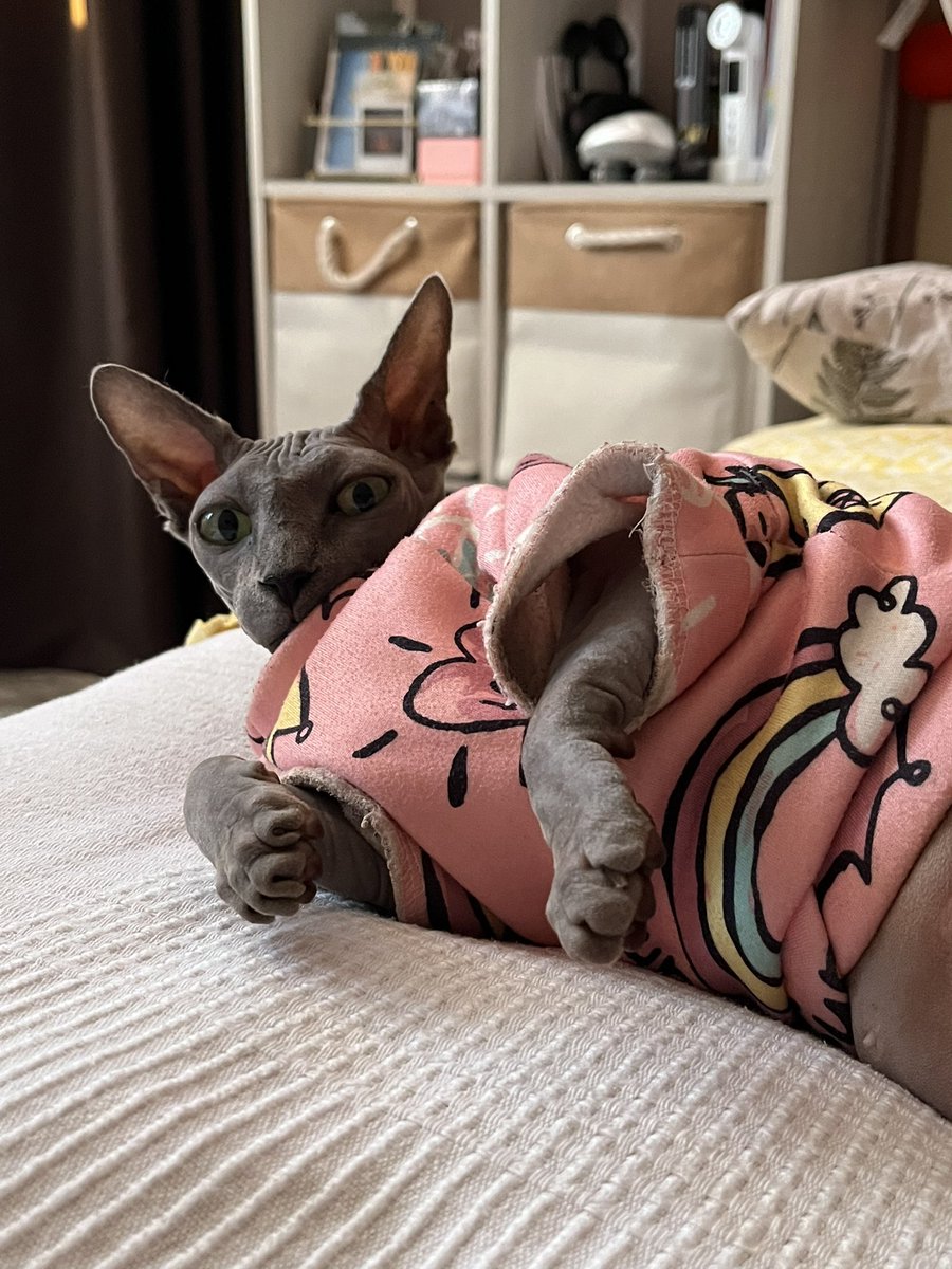 кошочка tweet media