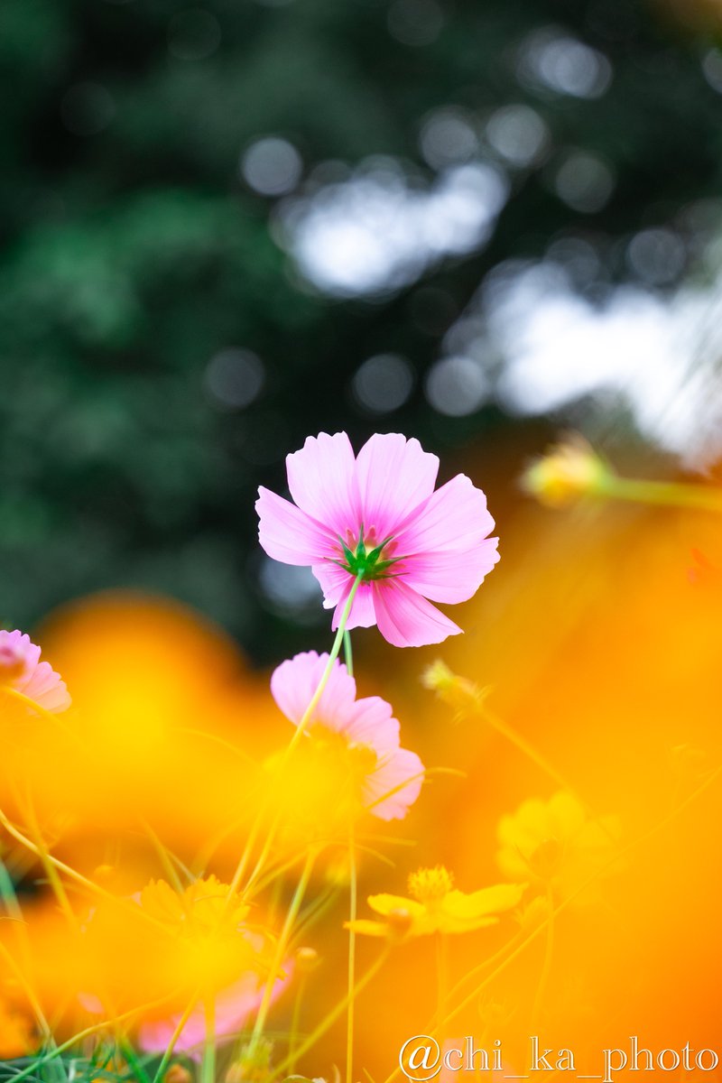 CHIKA ꕤ︎︎【Photo】 (@chi_ka_photo) / Posts / X