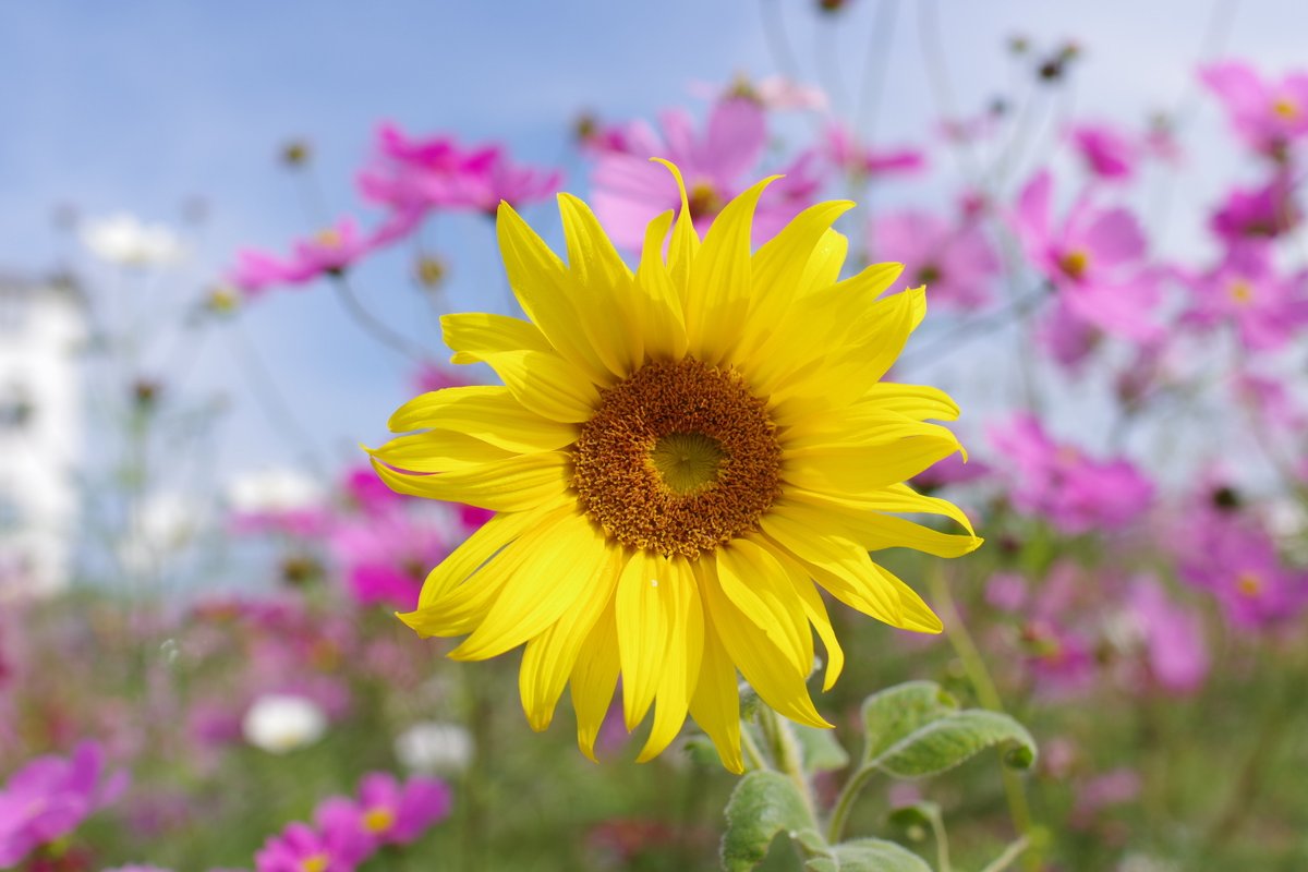 コスモス畑の続きです。 
①SIGMA 31mm f1.4にソフトフィルターをつけて
②同上、トリミング済み。蝶や蜂も飛び交います 
③フィルターを外して、逆光で透かします
④ひまわりがまた良いんだ😆
#pentaxkp 
#ひまわりの丘 
#小野市