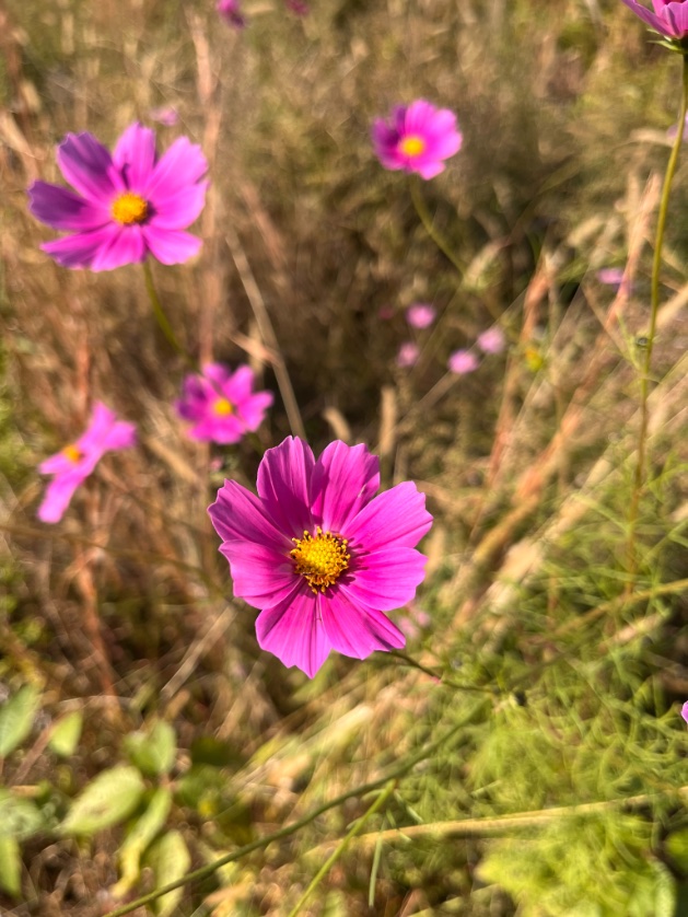 (デイリーヤマザキの味噌カツサンドとたまごサンドセットが美味しくて笑っちゃったのでオススメしたい)