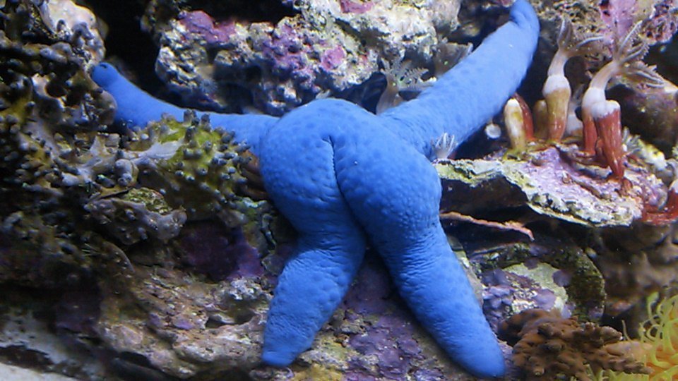 aohitodezabuton's tweet image. #静かな夜に脈絡のない画像を貼る
#いいおしりの日 
今年もこの日がやってきた(зω-。アオヒトデのセクシーショット)3