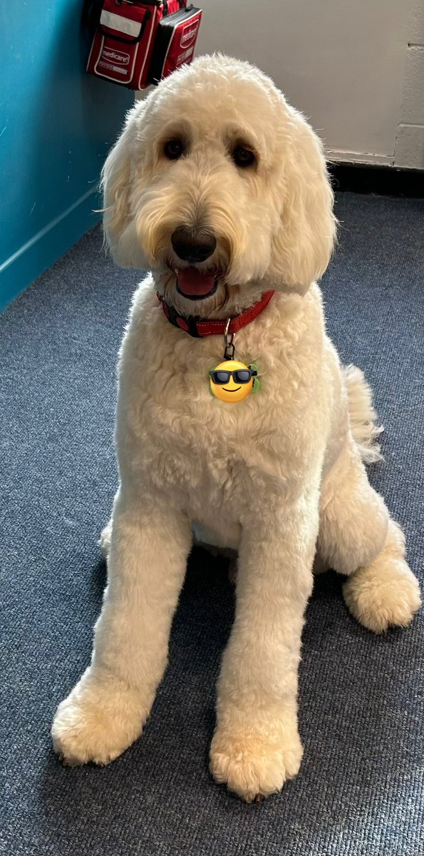 Pals pals 👀 

Mum is working today and this is her work colleague!! He’s the school therapy dog 🥰🥰🥰🥰

He’s called Diego. Mum is having a lovely day at school ☺️
