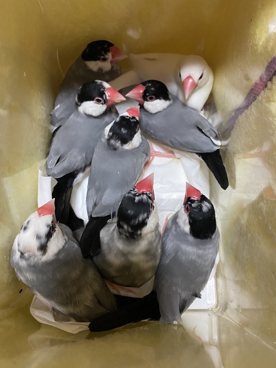 友と文鳥ｽﾞ°ʚ(•ө•)ɞ° on X