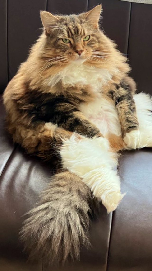 N12050211's tweet photo. 同じ猫なのに顔が全然違う( ᵕᴗᵕ )✩⡱ https://t.co/UcmAFnt4so