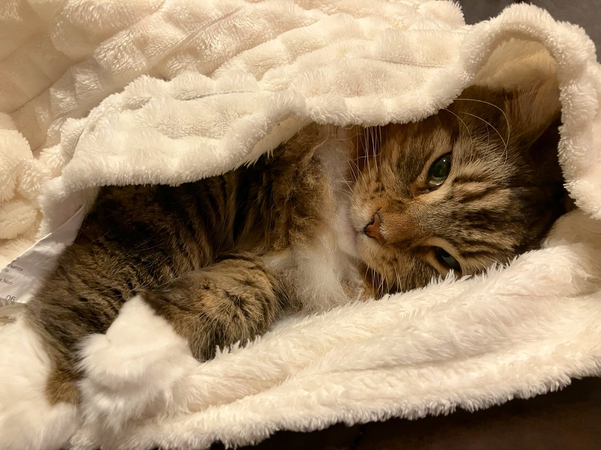 N12050211's tweet photo. 同じ猫なのに顔が全然違う( ᵕᴗᵕ )✩⡱ https://t.co/UcmAFnt4so