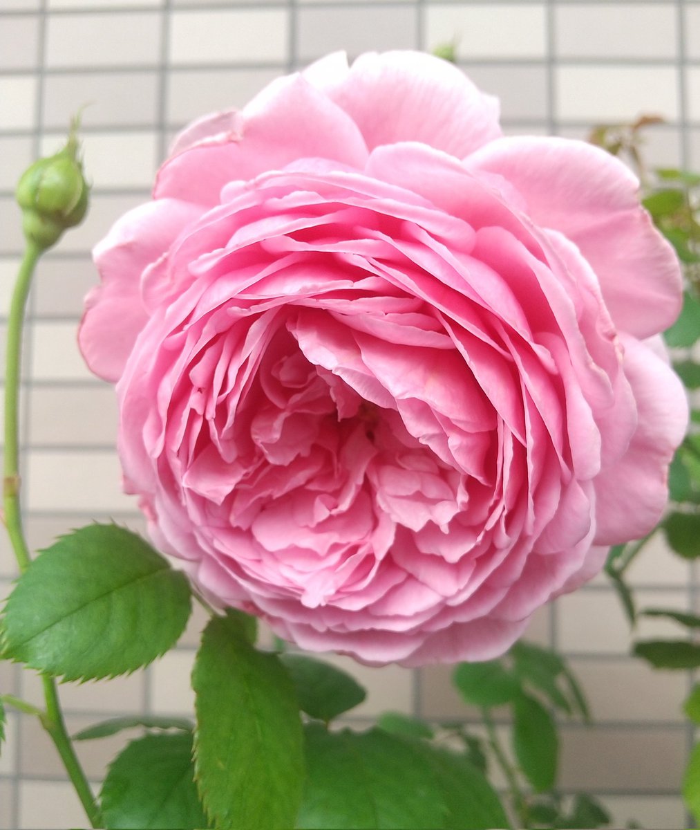 ベランダのバラ (@wFPUIDPcFsETHlv) / Posts / X