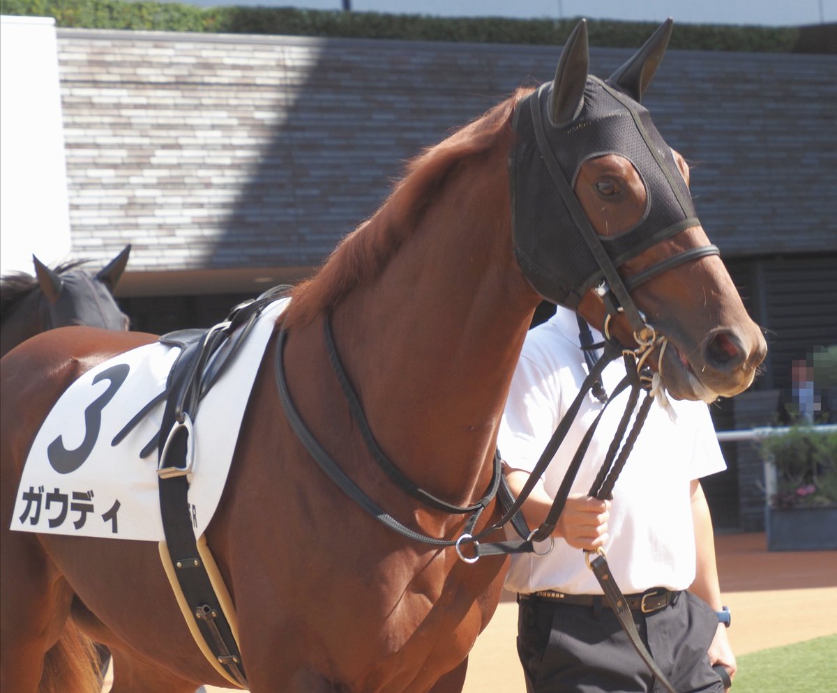 馬のある静物 et-coquine on X