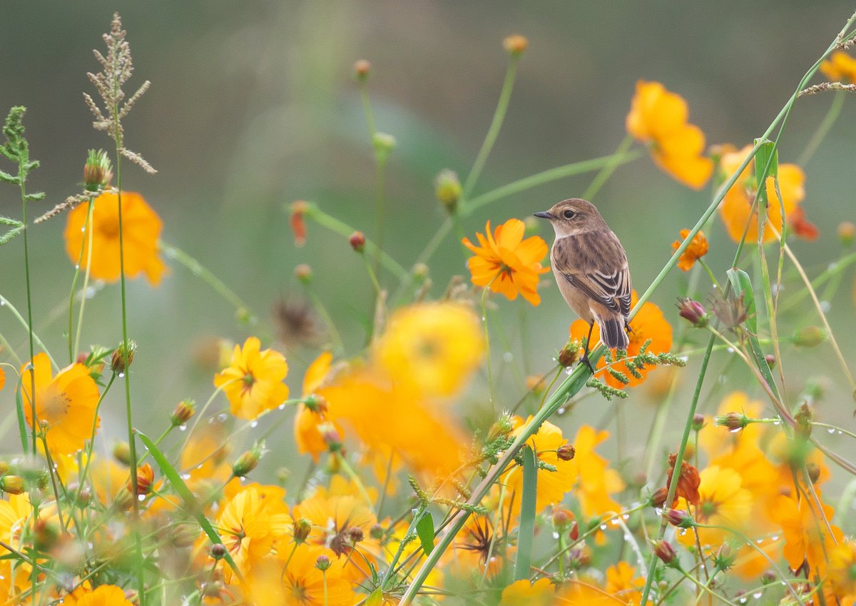キバナコスモスとノビタキ