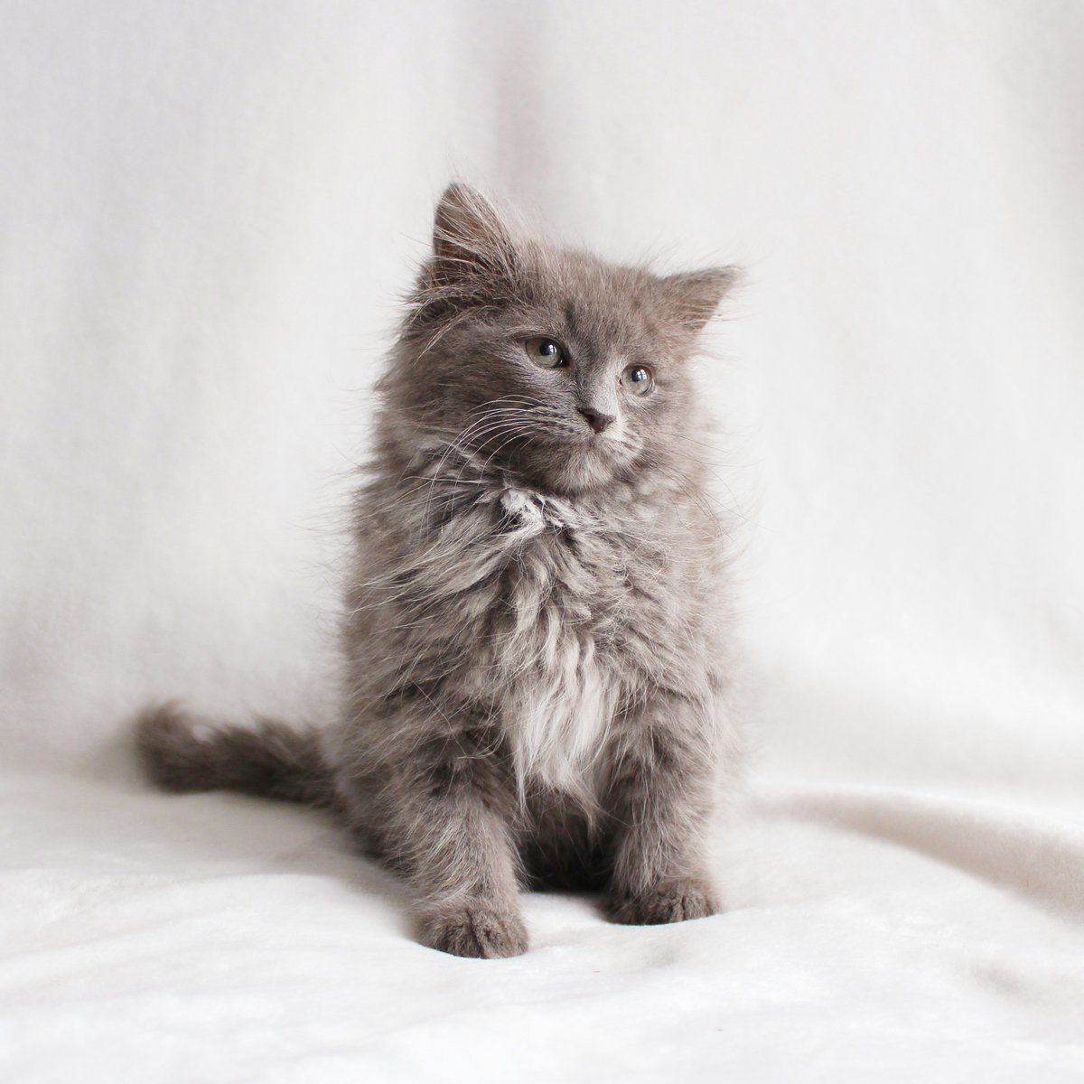 JayDevDixit354's tweet image. Just met the cutest mixed breed kitten who’s basically a fuzzy ball of chaos and charm. Seriously, this little fluff is stealing hearts and nap spots like a pro! 😼❤️ #KittenVibes #MixedBreedMagic #FurryMood