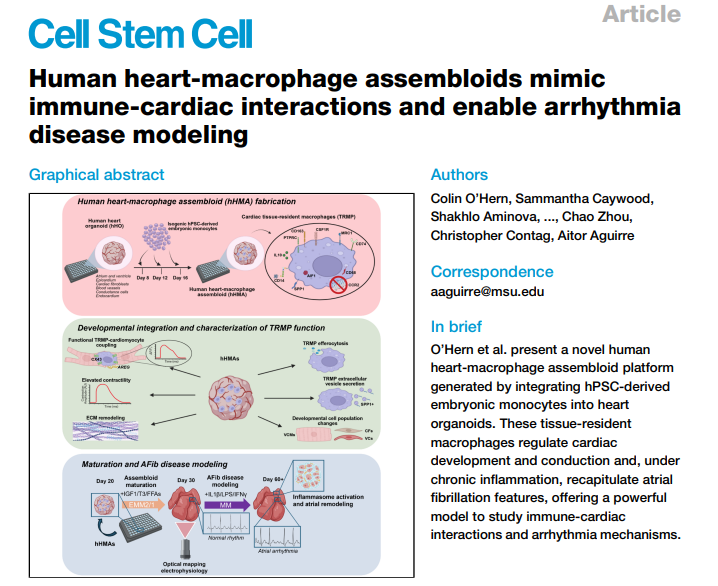 🚨 Excellent collaboration between Dr. Chalfoun, FMHVI Cardiology Fellowship Program Director, MSU, and Dr. Aguirre just published in <a href="/CellStemCell/">Cell Stem Cell</a>: Human heart-macrophage assembloids mimic immune-cardiac interactions and enable arrhythmia modeling. ow.ly/QLsr50XlHB3