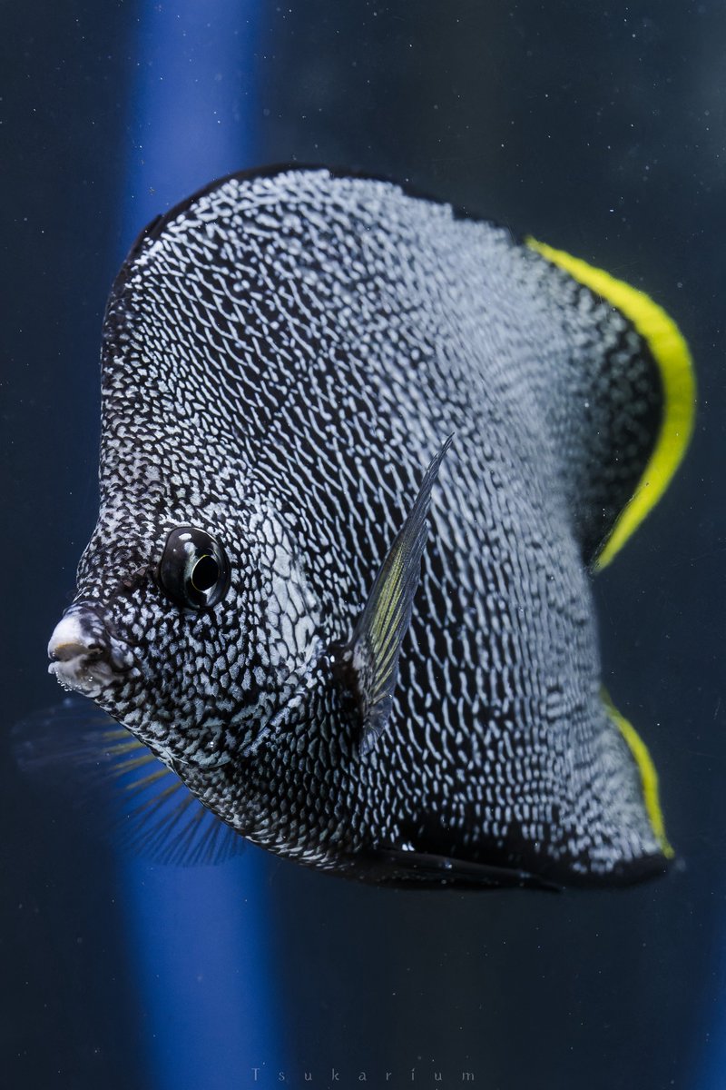 亜目符戸 (@tairasinx) / Posts / X