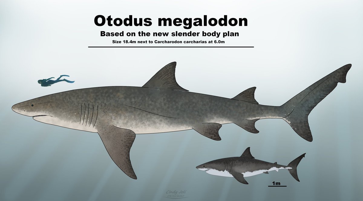 Cindy_Joli's tweet image. ~Megalodon 2025~
My take on the new slender body plan of megalodon (sorry I am late).
Me and a rather large great white shark to scale:)
#megalodon #shark #sizechart #art #artist #ocean #prehistoric #ancient #greatwhiteshark